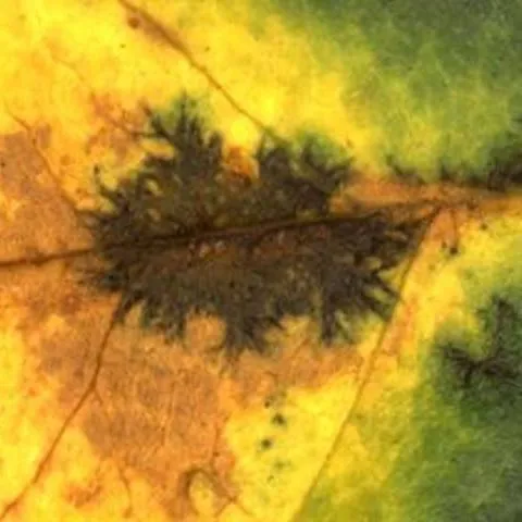 thumbnail for publication: Black Spot of Rose